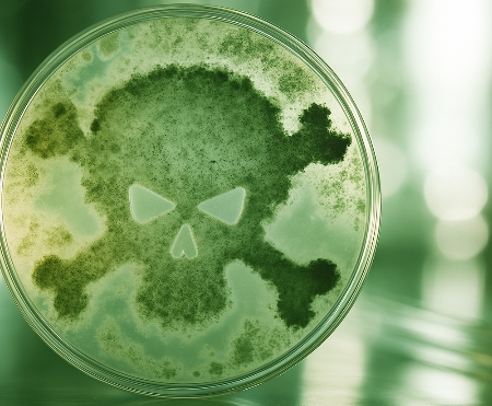 Mold Testing